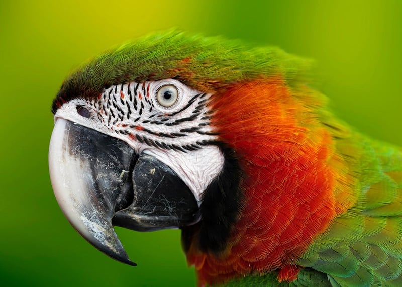 Amazon Jungle
